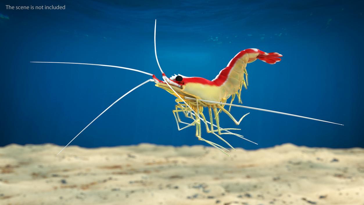 3D Pacific Cleaner Shrimp Rigged Fur model