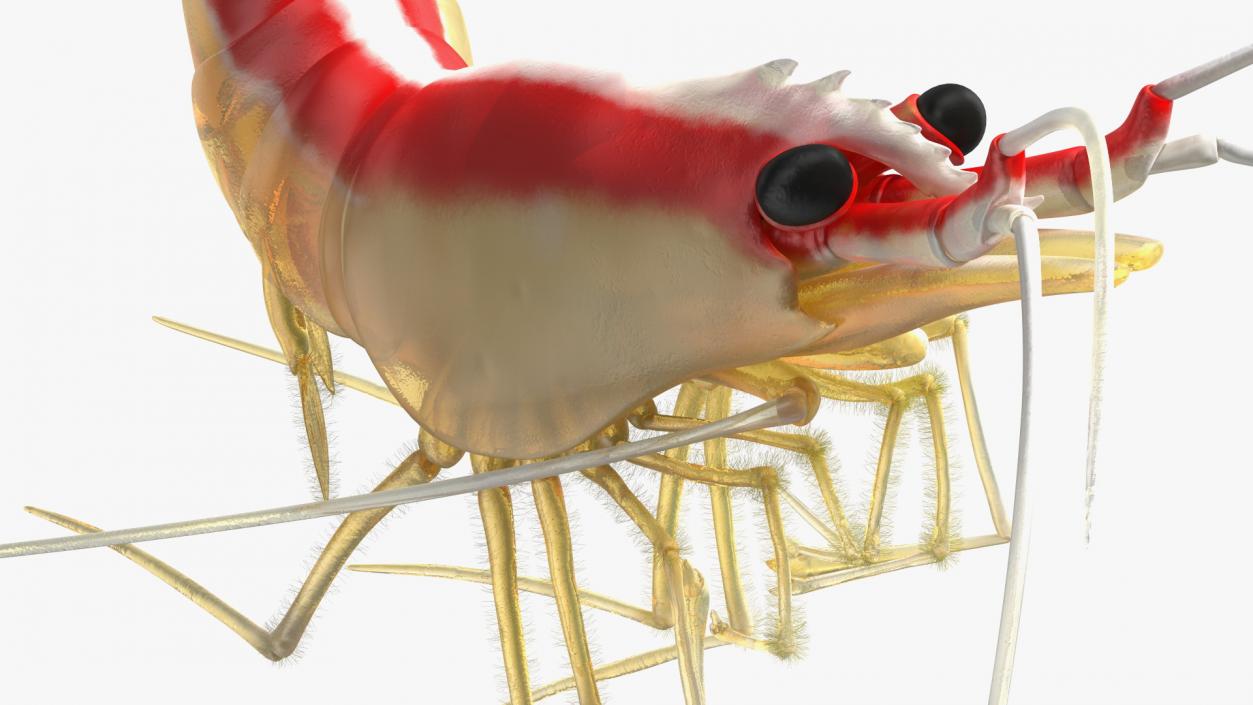 3D Pacific Cleaner Shrimp Rigged Fur model