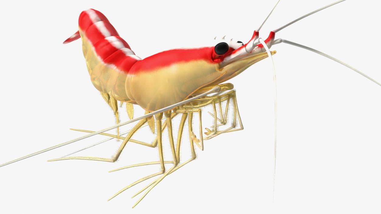 3D Pacific Cleaner Shrimp Rigged Fur model