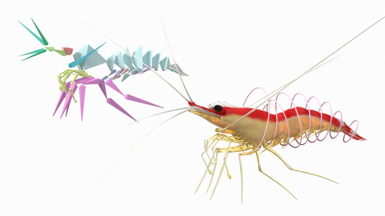 3D Pacific Cleaner Shrimp Rigged Fur model