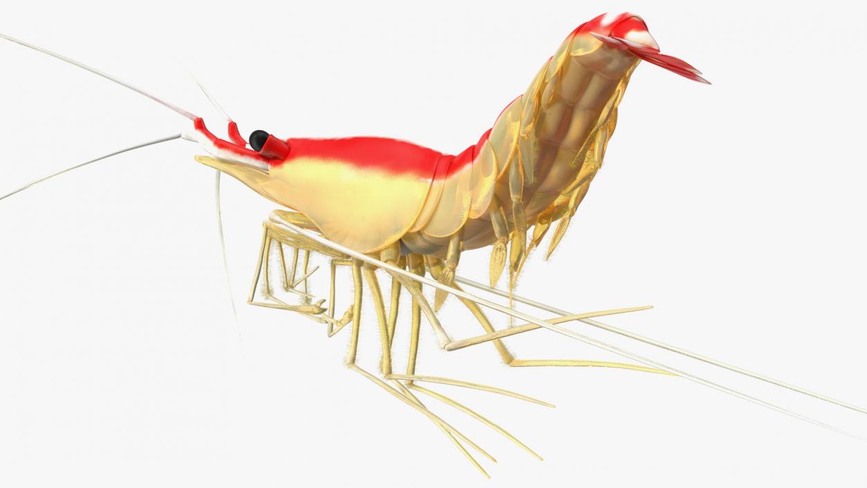 3D Pacific Cleaner Shrimp Rigged Fur model