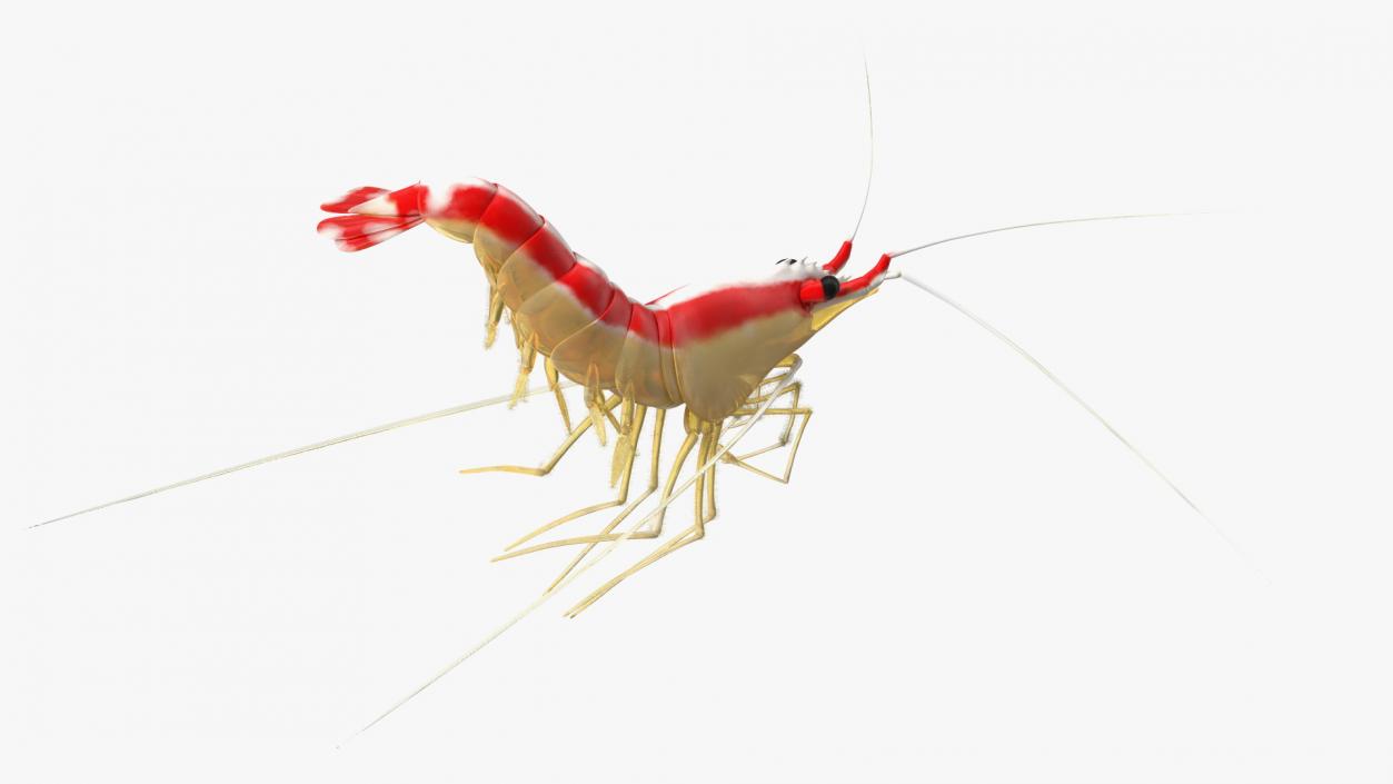 3D Pacific Cleaner Shrimp Rigged Fur model