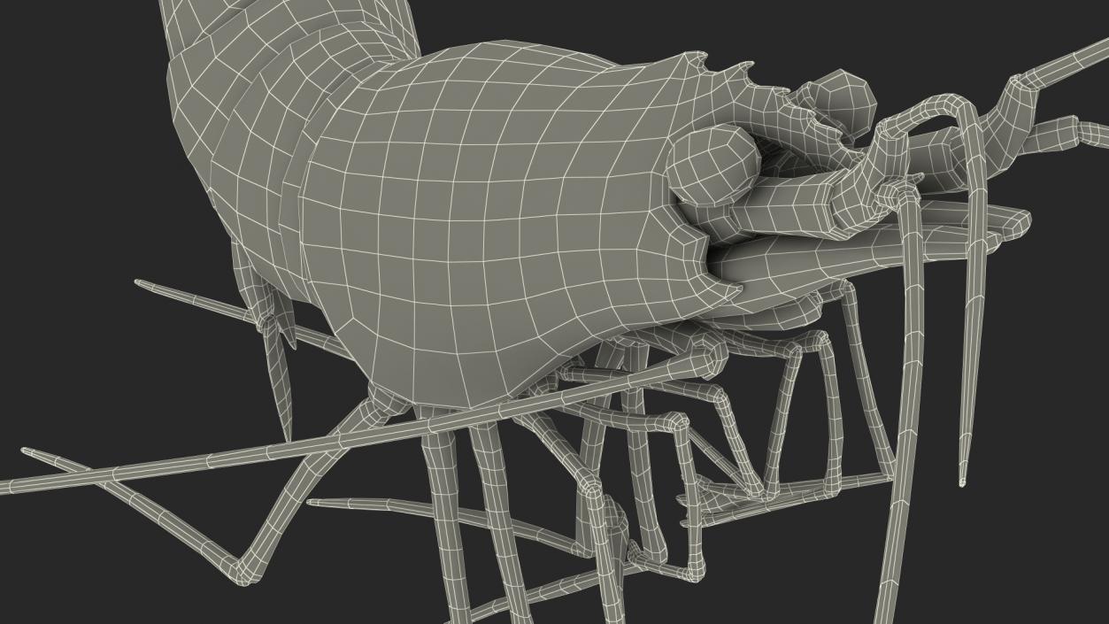 3D Pacific Cleaner Shrimp Rigged Fur model