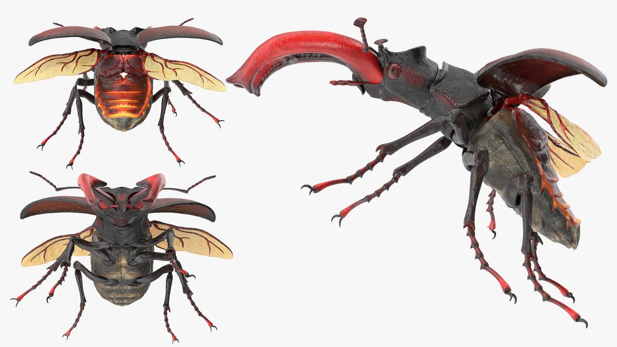 3D Lucanus Cervus Stag Beetle Flying model