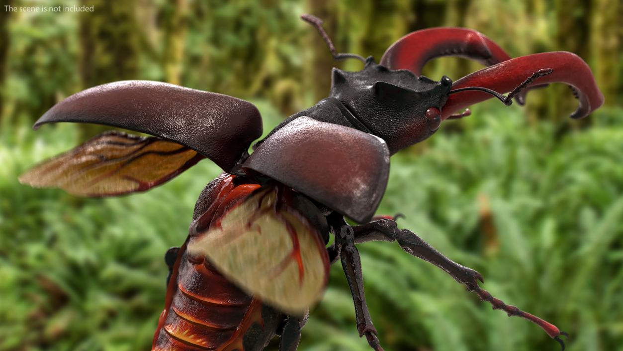 3D Lucanus Cervus Stag Beetle Flying model