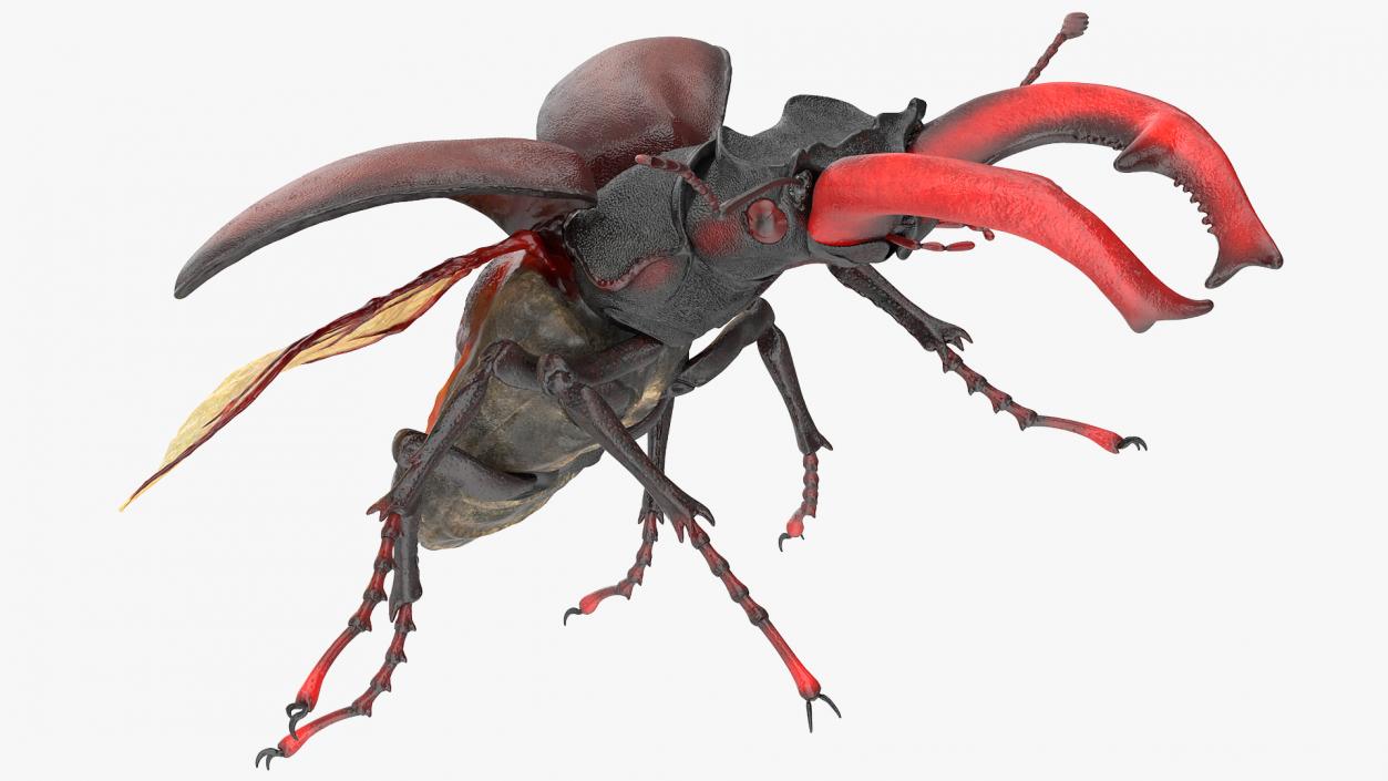 3D Lucanus Cervus Stag Beetle Flying model