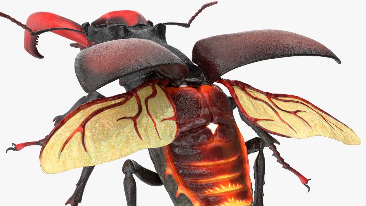 3D Lucanus Cervus Stag Beetle Flying model