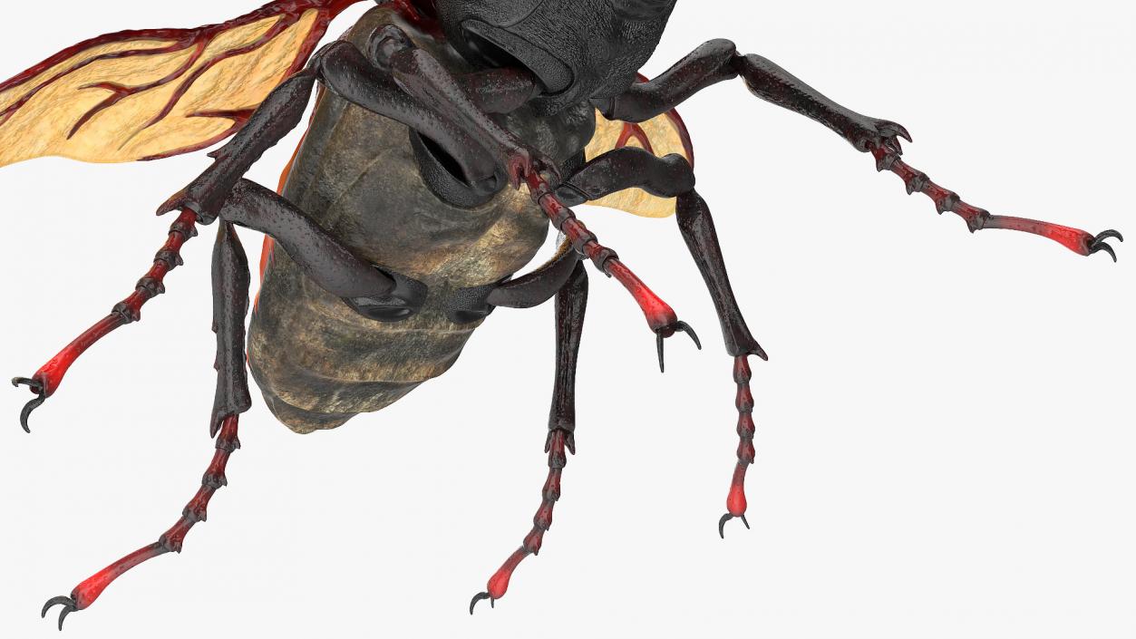 3D Lucanus Cervus Stag Beetle Flying model