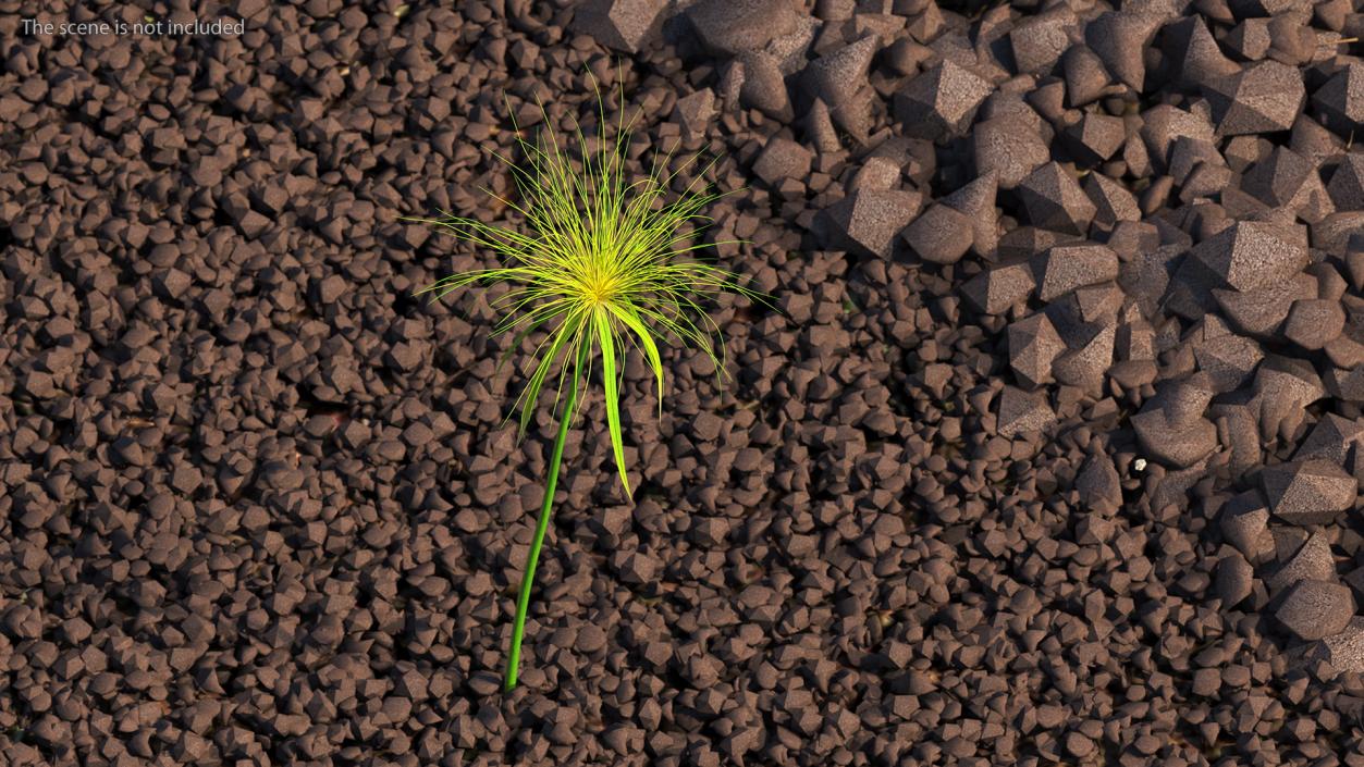 3D Papyrus Plant model