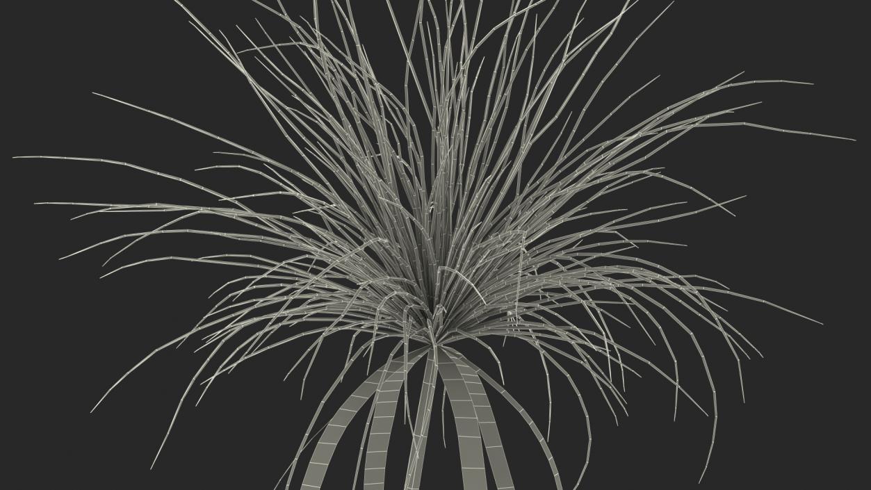 3D Papyrus Plant model