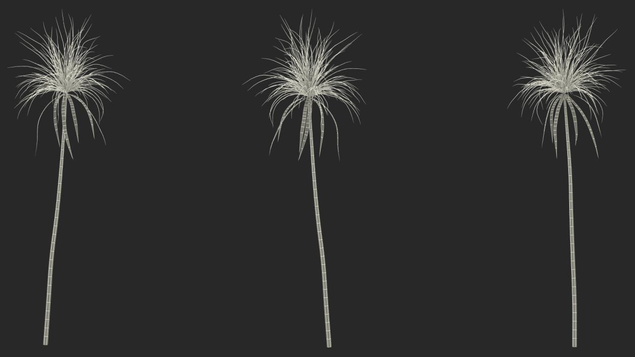 3D Papyrus Plant model