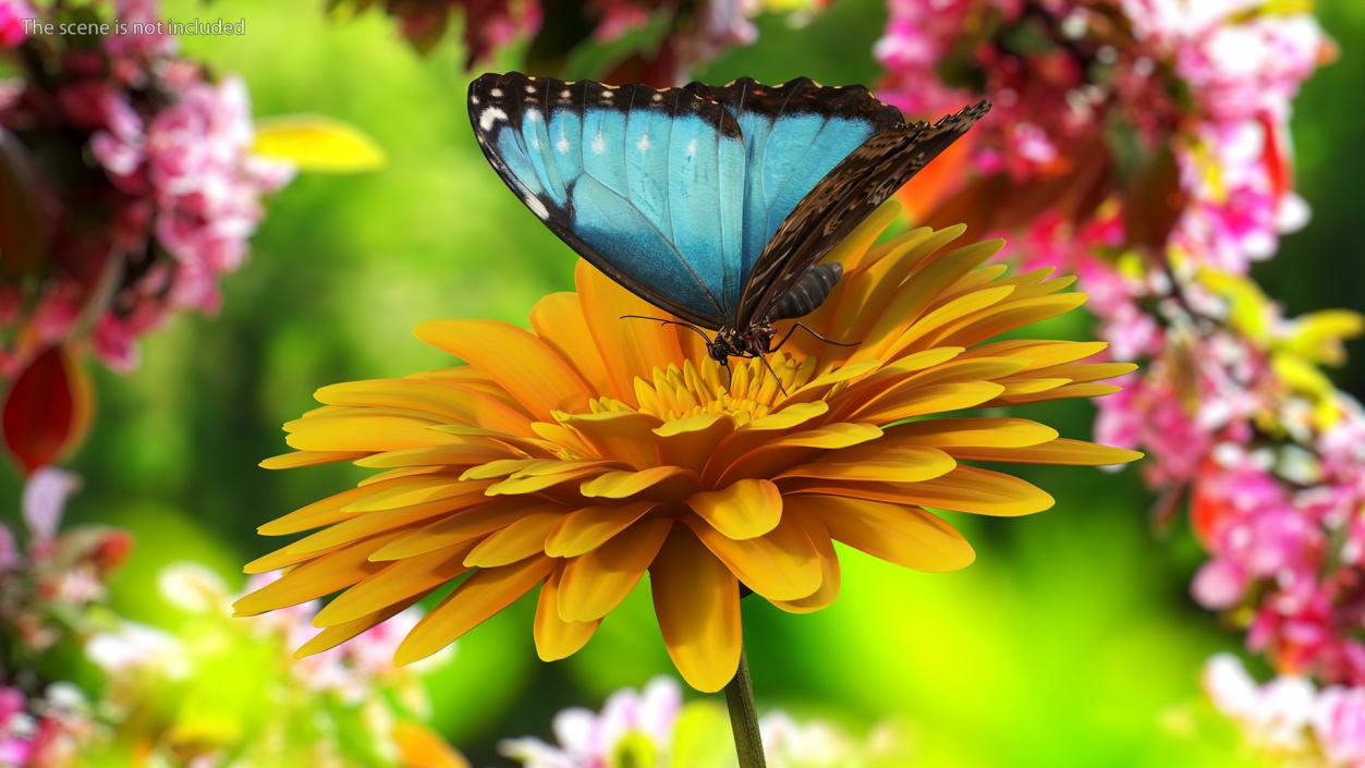 Yellow Gerbera Flower with Emperor Butterfly 3D model