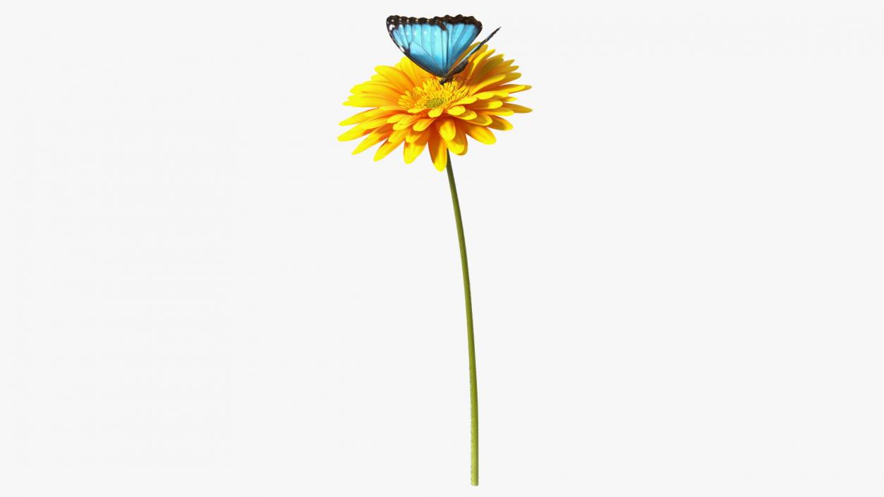 Yellow Gerbera Flower with Emperor Butterfly 3D model