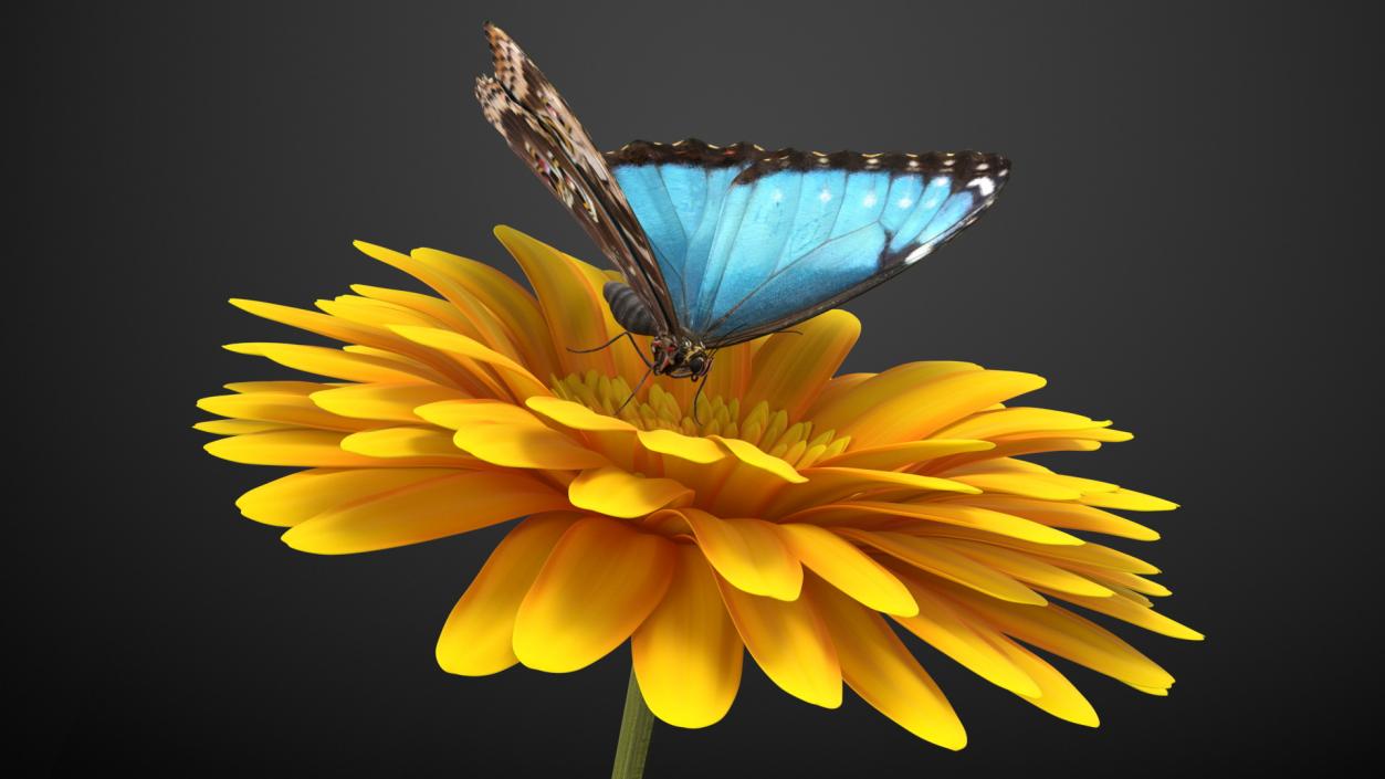 Yellow Gerbera Flower with Emperor Butterfly 3D model