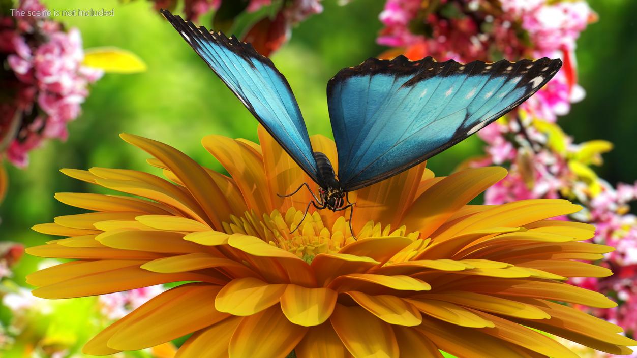 Yellow Gerbera Flower with Emperor Butterfly 3D model