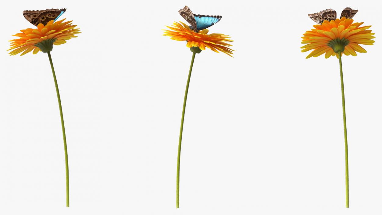 Yellow Gerbera Flower with Emperor Butterfly 3D model