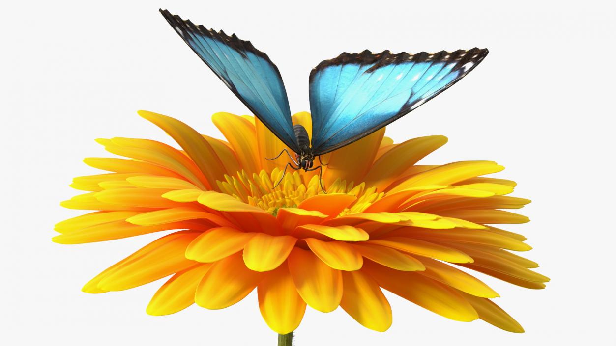 Yellow Gerbera Flower with Emperor Butterfly 3D model