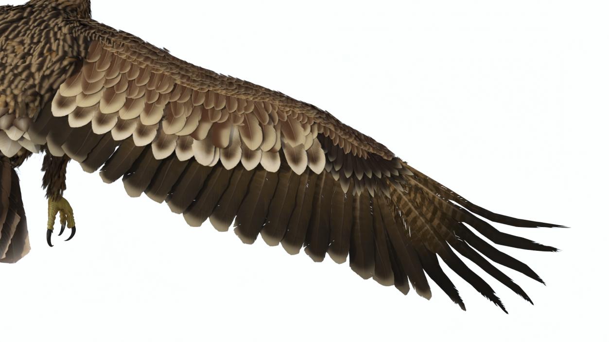 3D Realistic Imperial Eagle Flying