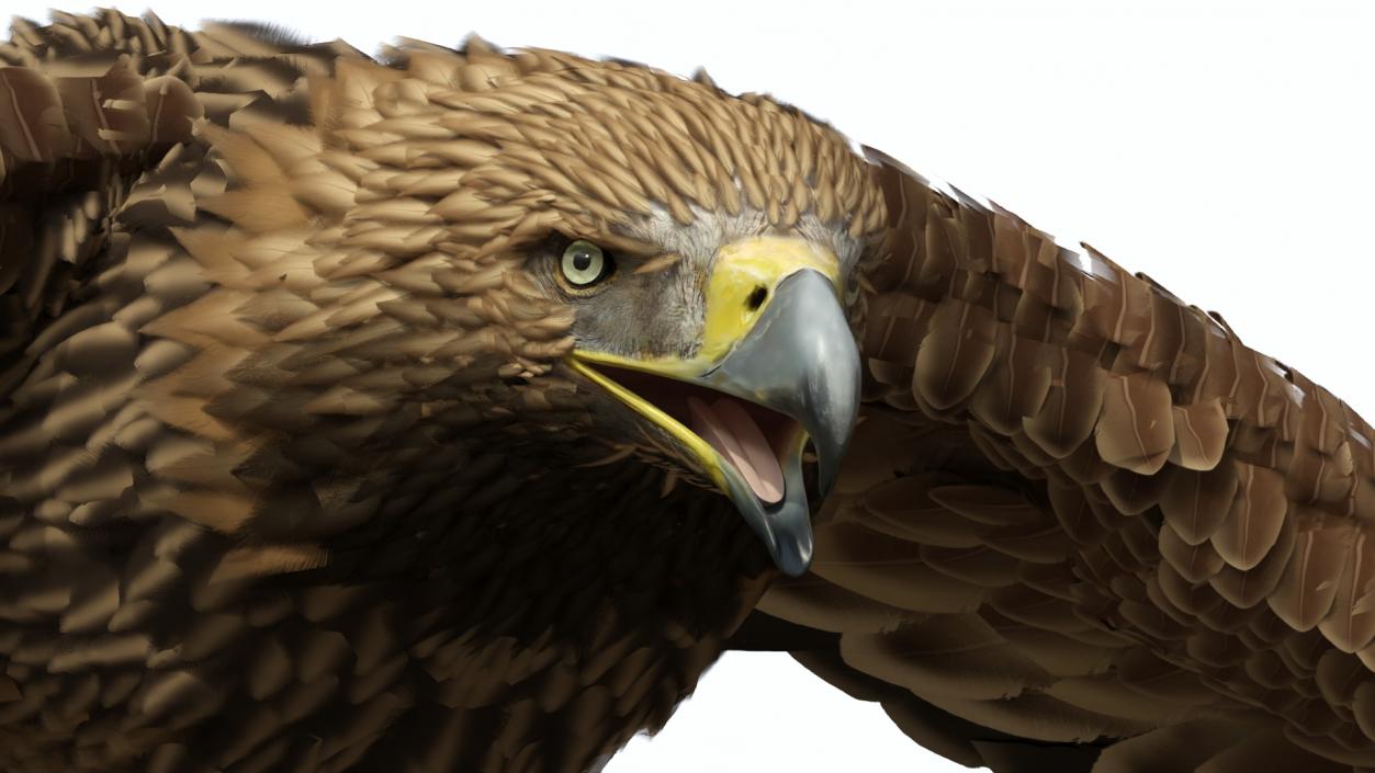 3D Realistic Imperial Eagle Flying