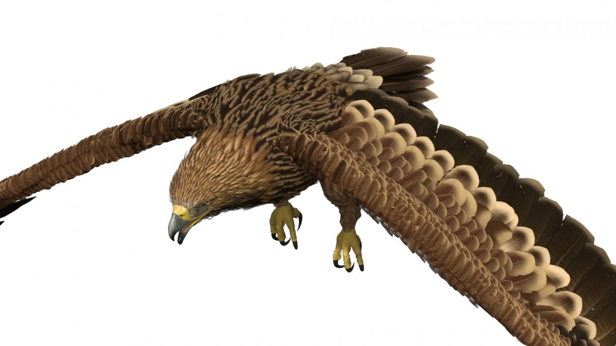 3D Realistic Imperial Eagle Flying