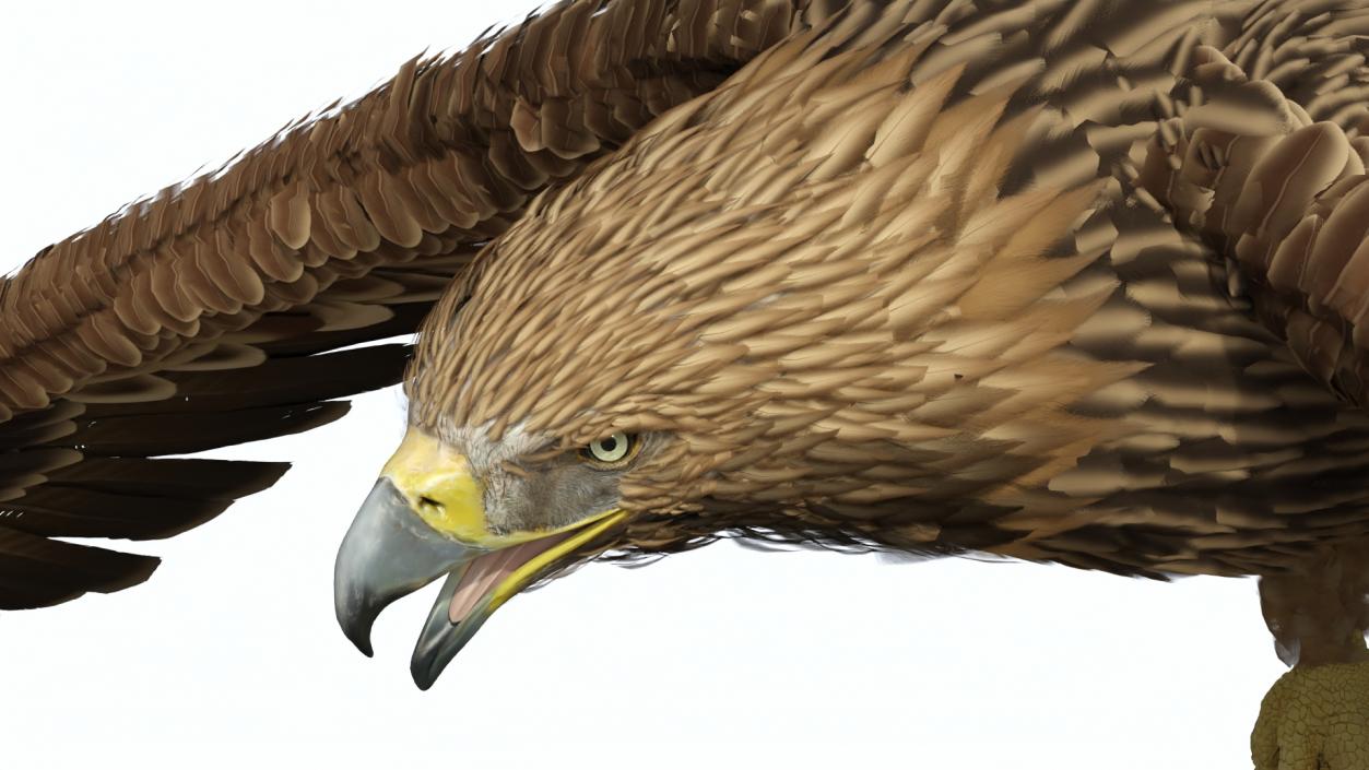 3D Realistic Imperial Eagle Flying