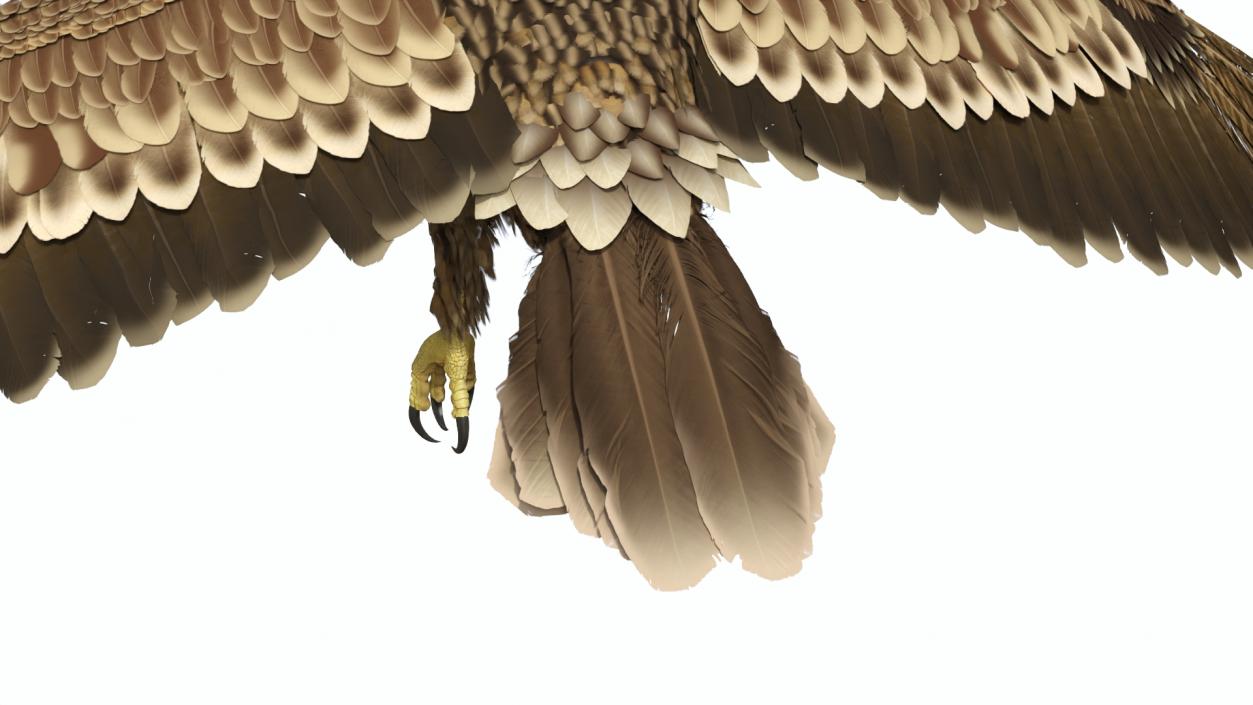 3D Realistic Imperial Eagle Flying