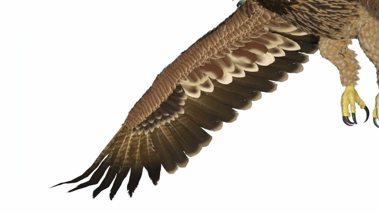 3D Realistic Imperial Eagle Flying