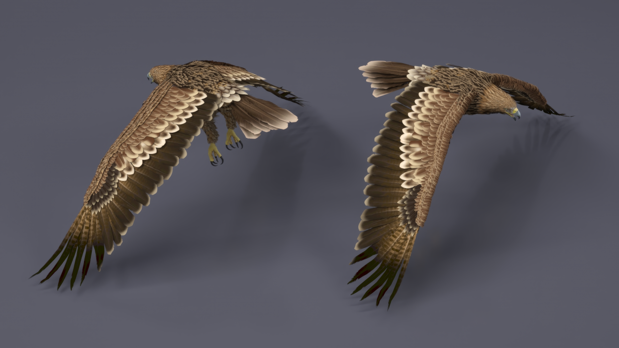 3D Realistic Imperial Eagle Flying