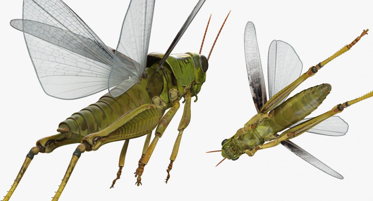 Grasshopper Jumping Pose 3D model