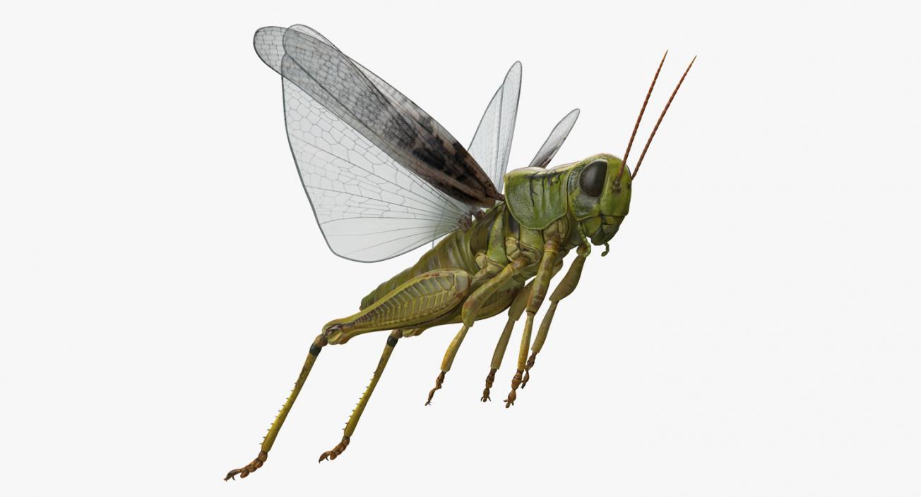 Grasshopper Jumping Pose 3D model