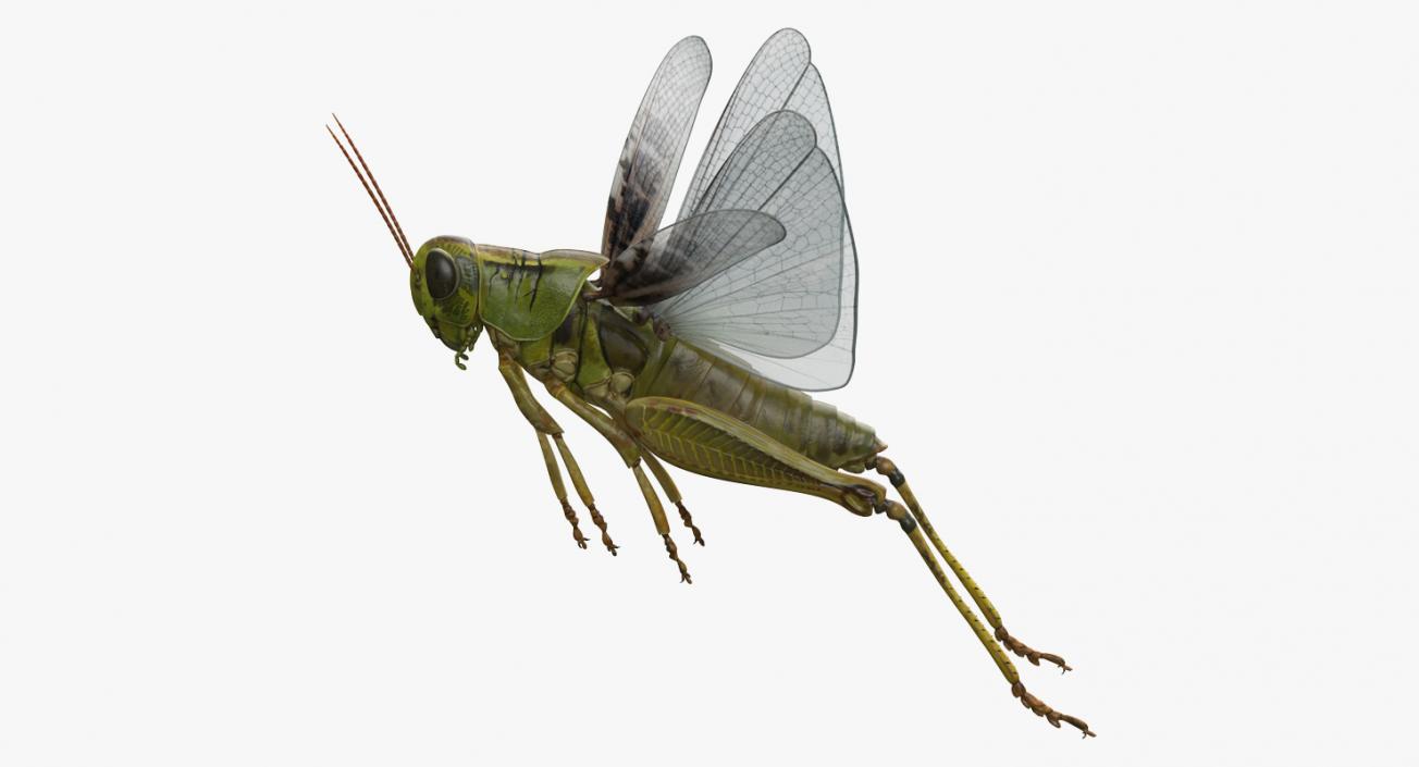 Grasshopper Jumping Pose 3D model