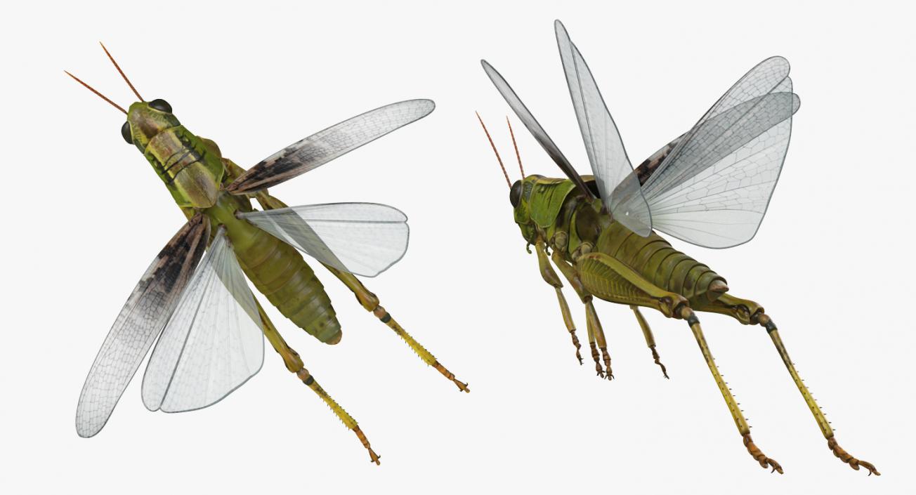 Grasshopper Jumping Pose 3D model