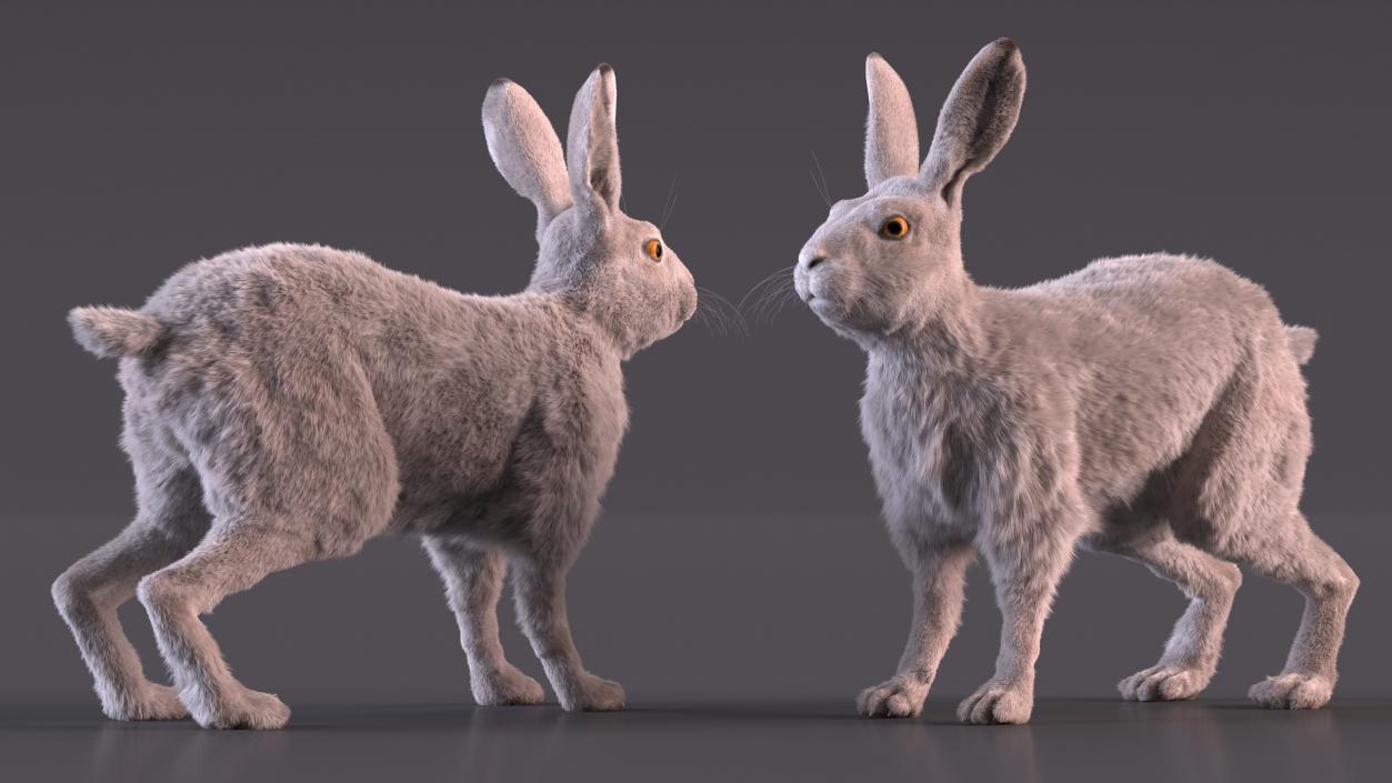 3D Winter White Hare Fur Rigged model