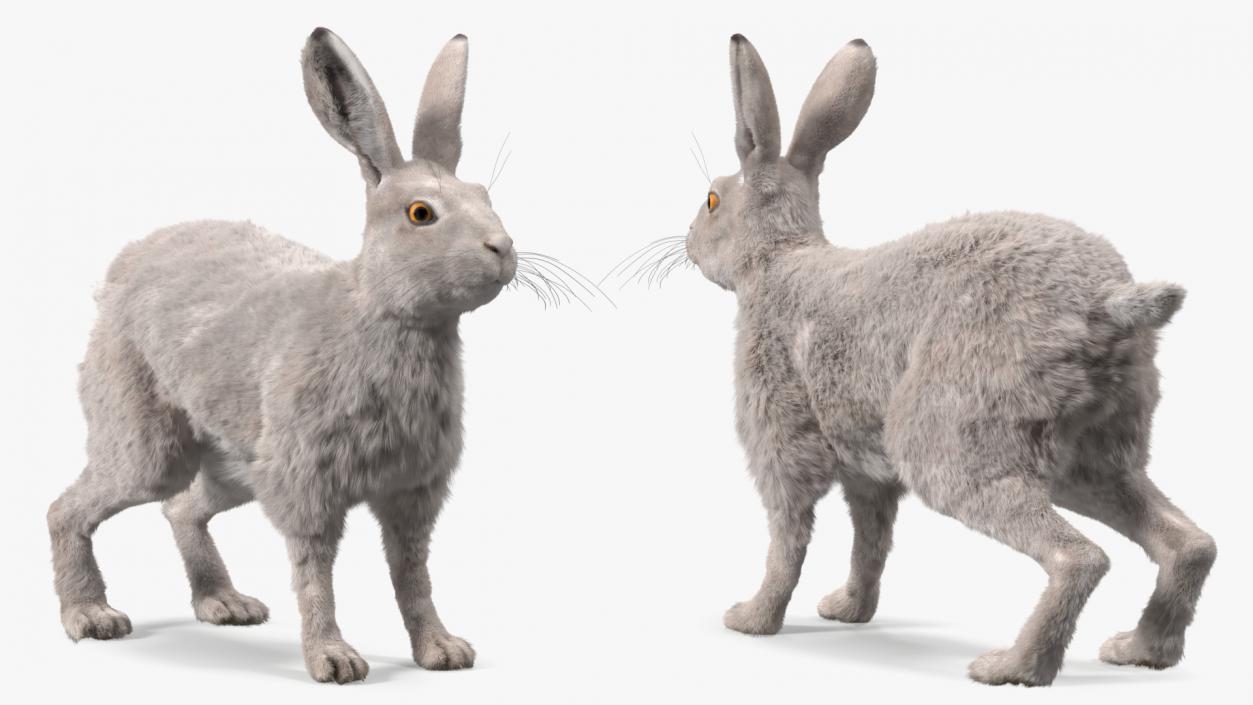 3D Winter White Hare Fur Rigged model