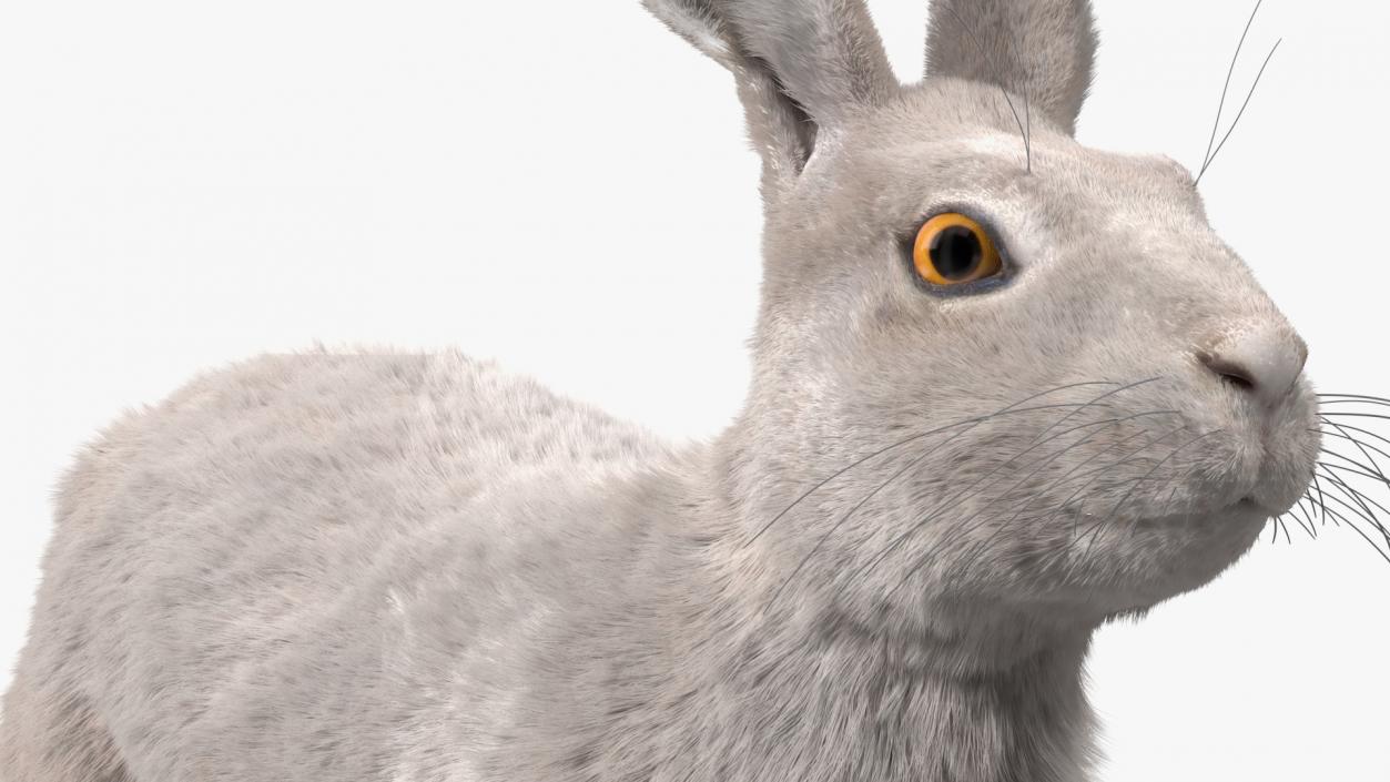 3D Winter White Hare Fur Rigged model