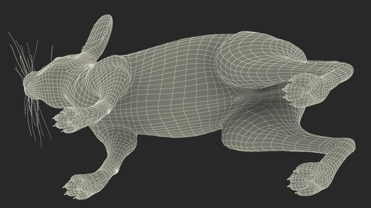 3D Winter White Hare Fur Rigged model