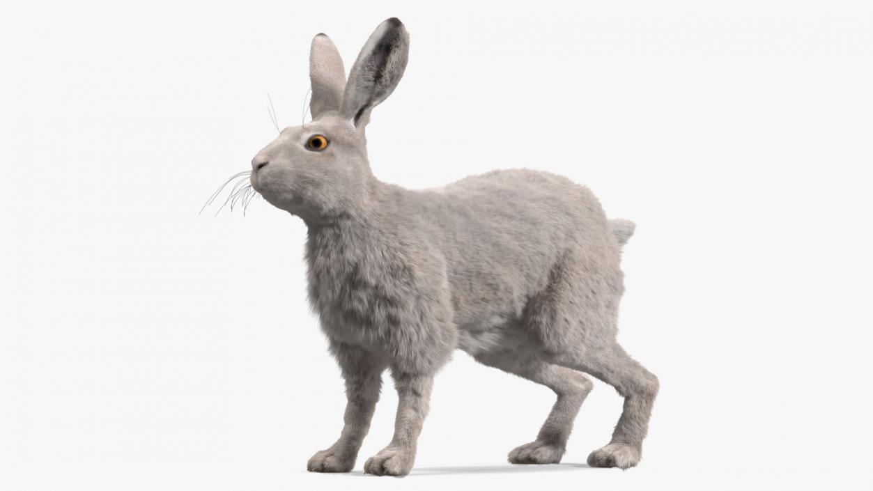 3D Winter White Hare Fur Rigged model