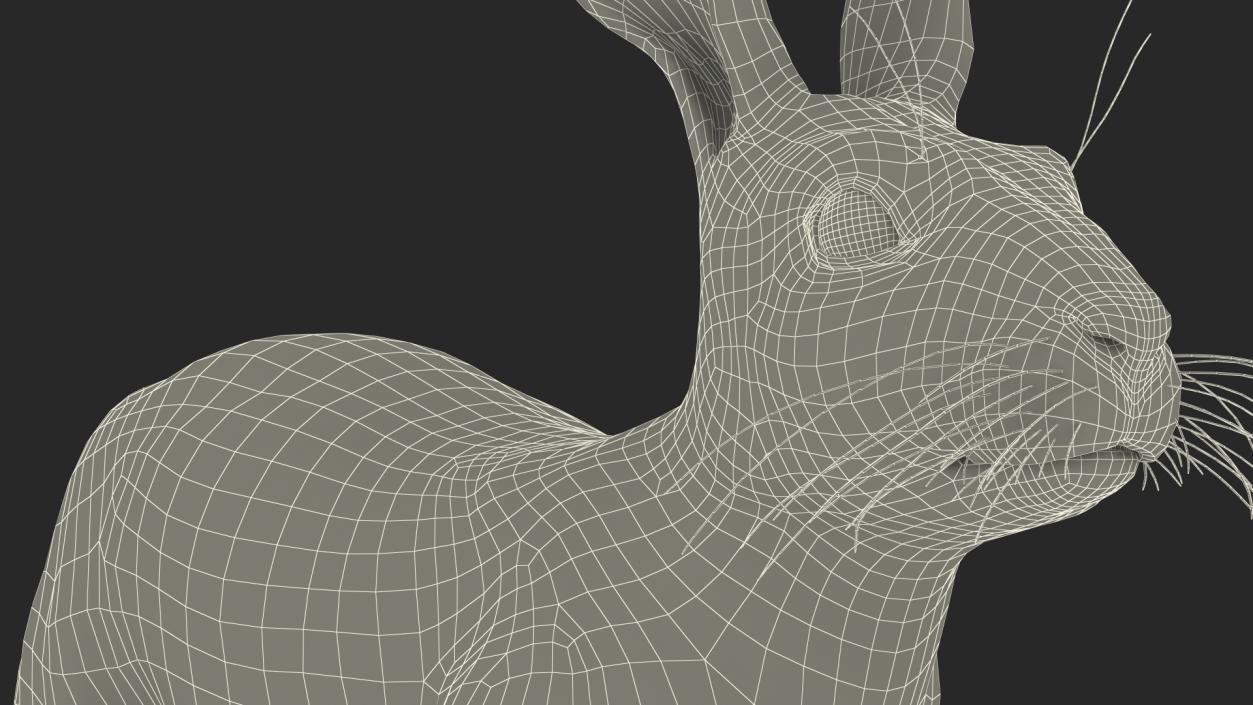 3D Winter White Hare Fur Rigged model