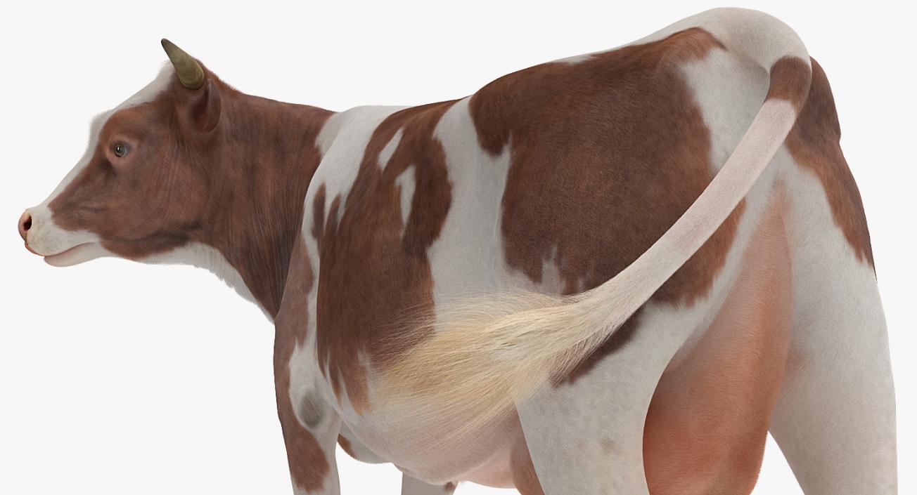 Cow with Fur Rigged 3D model