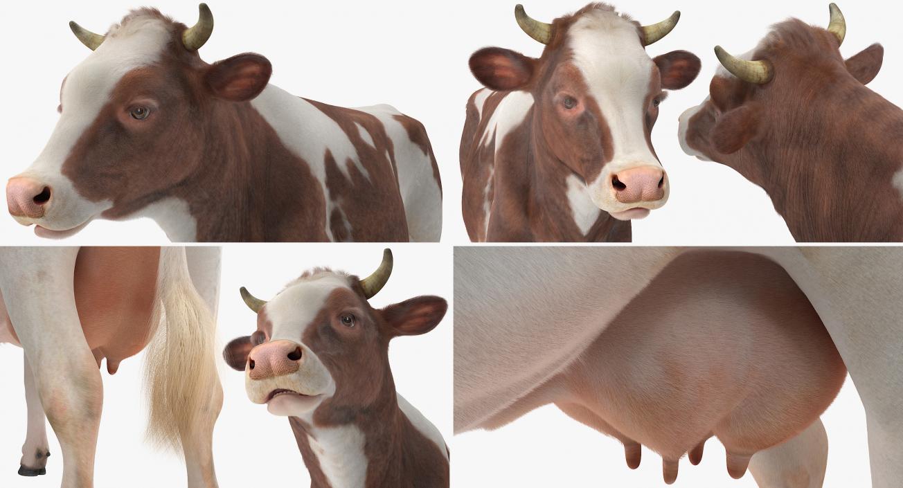 Cow with Fur Rigged 3D model