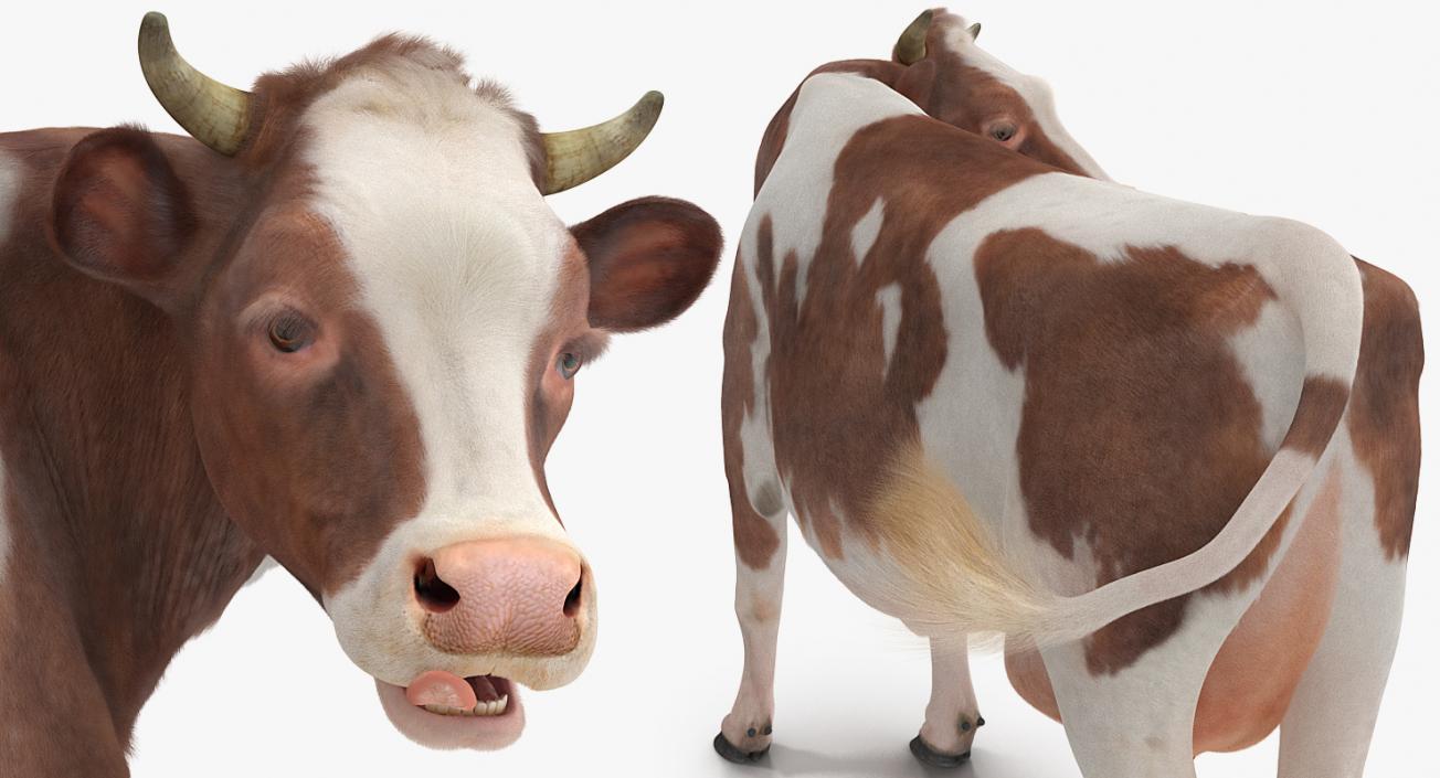 Cow with Fur Rigged 3D model