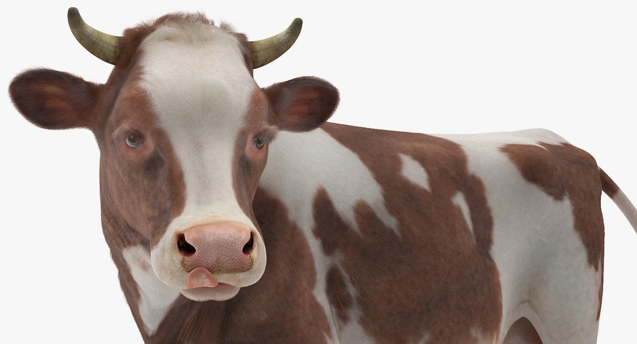 Cow with Fur Rigged 3D model