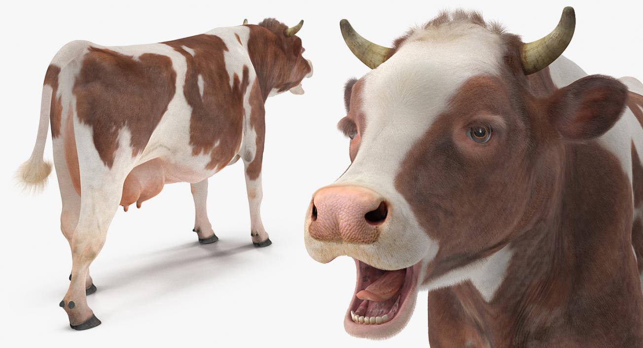 Cow with Fur Rigged 3D model