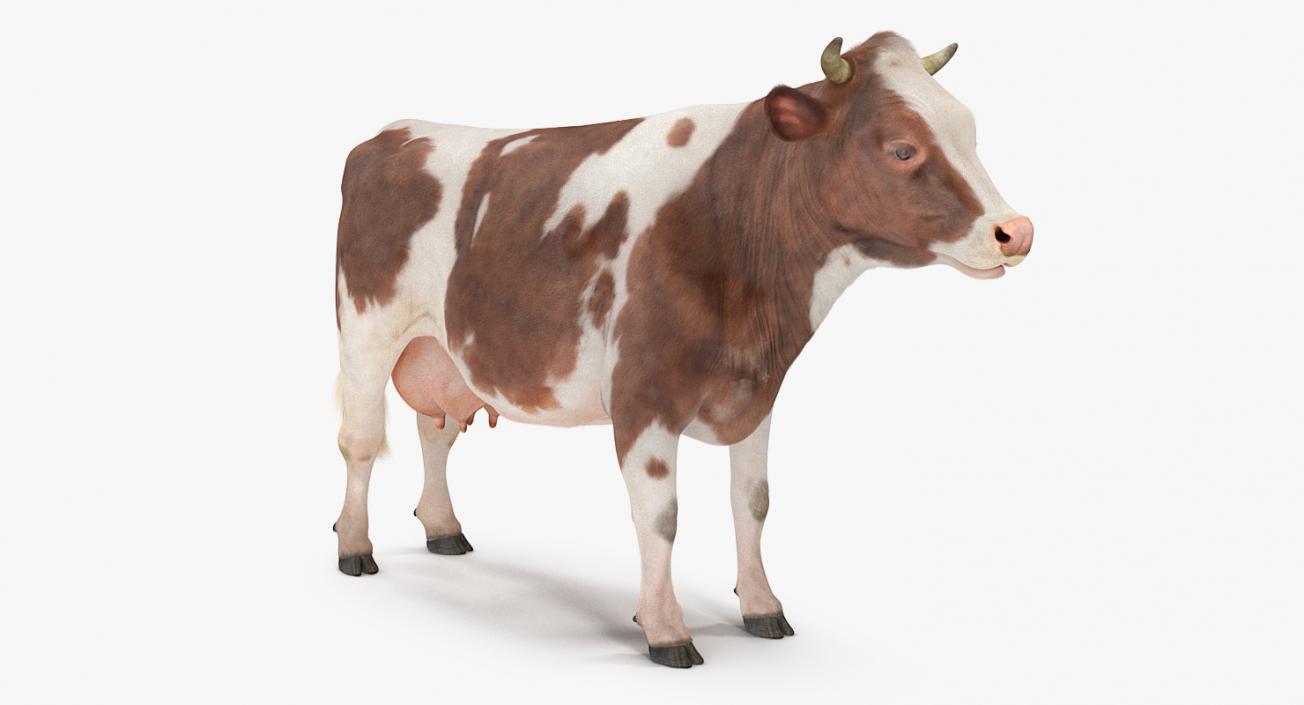 Cow with Fur Rigged 3D model