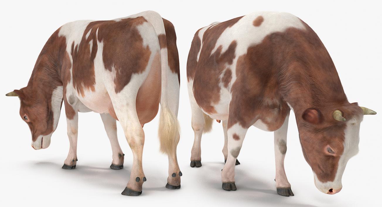 Cow with Fur Rigged 3D model