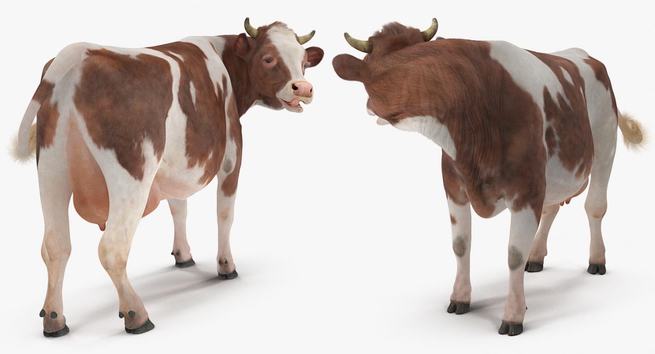 Cow with Fur Rigged 3D model