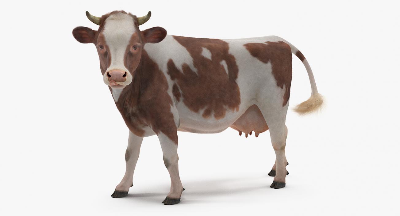 Cow with Fur Rigged 3D model