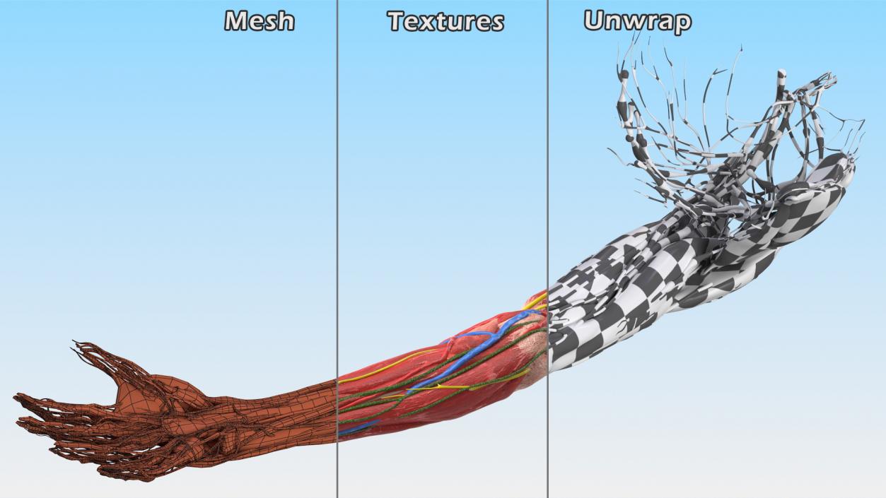 Boy Body Anatomy Collection 2 3D model