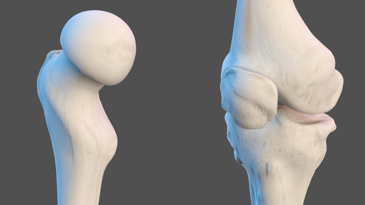 Boy Body Anatomy Collection 2 3D model