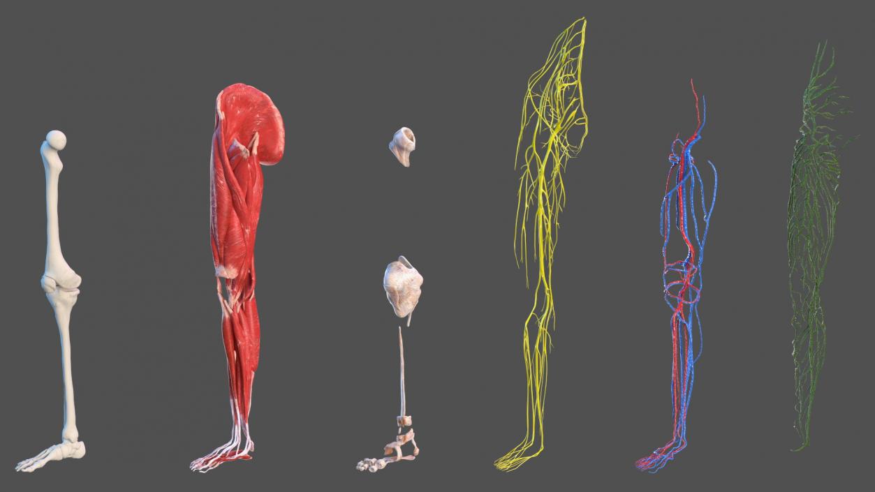 Boy Body Anatomy Collection 2 3D model